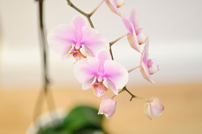 hängende Orchideenblüten in rosé